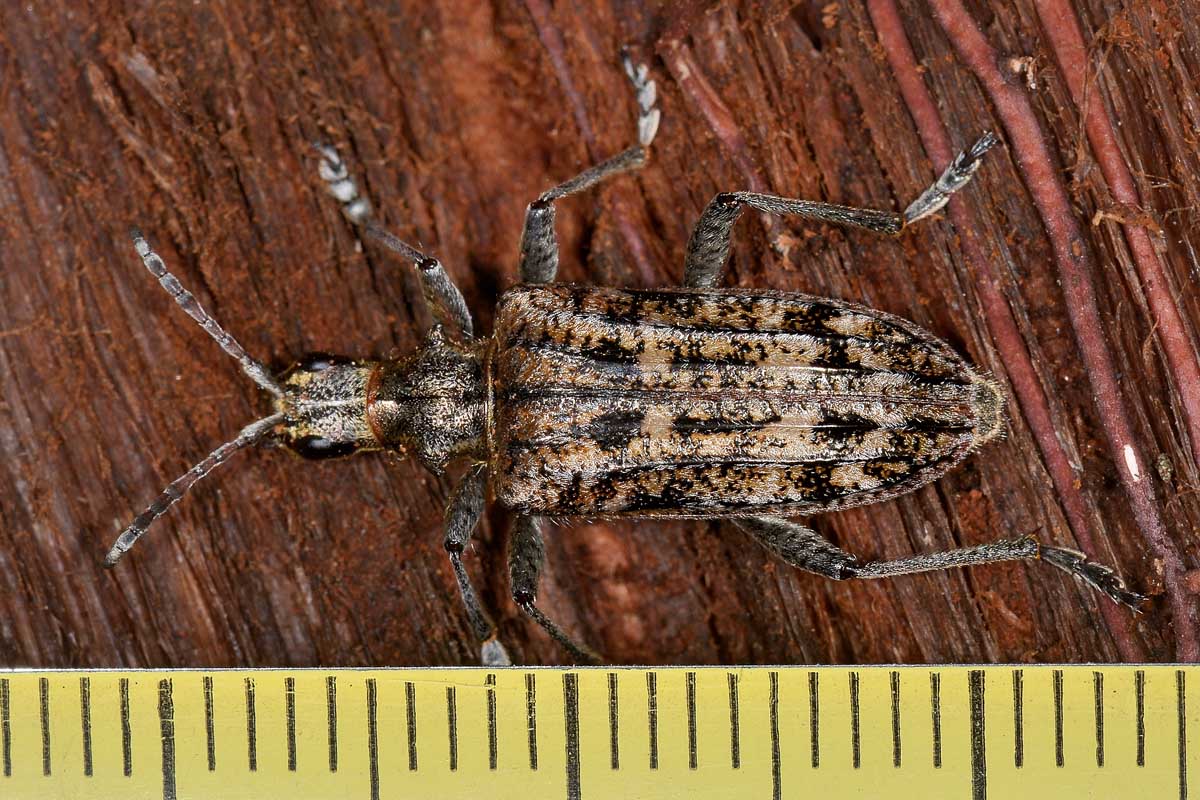 Cerambicidae: Rhagium inquisitor?  Sì, femmina